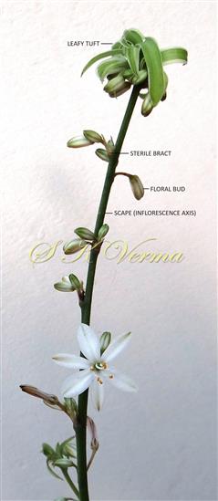  Inflorescence